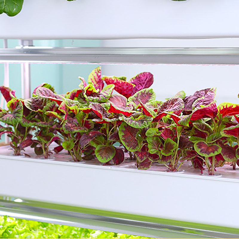 Sistema de cultivo hidropónico - Smart Garden Vertical Planter reseña y precio