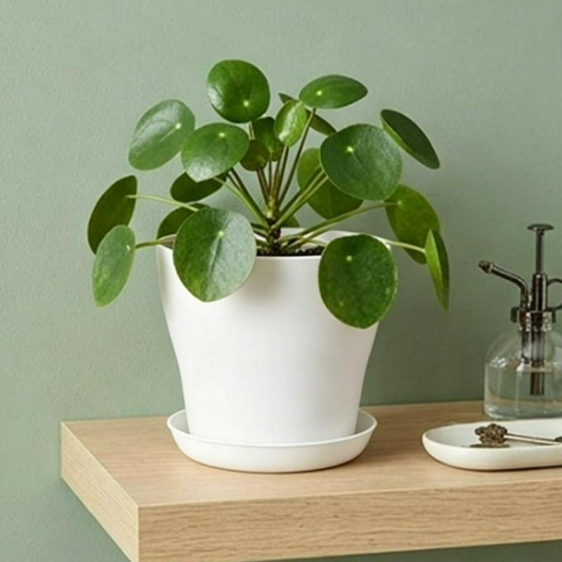 Juego de Macetas con Orificios - Indoor Herb Garden Kit reseña y precio